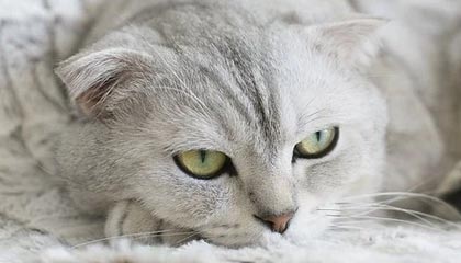 爱游戏平台-博格巴因何不悦?英媒:他想踢B费的位置