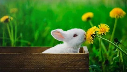 爱游戏中国-上港高开低走亚冠3连败收尾 内讧崩盘致三大皆空